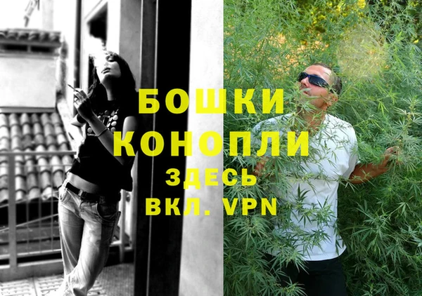 сатива Беломорск